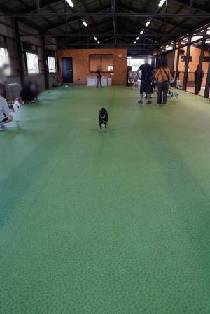 初めて行ったドッグランでどうしていいか分からず…　柴犬の姿に１３万人が爆笑