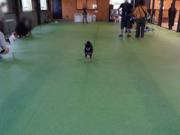 初めて行ったドッグランでどうしていいか分からず…　柴犬の姿に１３万人が爆笑