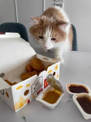 猫が『マックナゲット』のにおいを嗅いだ結果？　３コマ漫画のような反応に笑いがこみ上げる