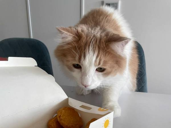 猫が『マックナゲット』のにおいを嗅いだ結果？　３コマ漫画のような反応に笑いがこみ上げる