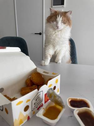 猫が『マックナゲット』のにおいを嗅いだ結果？　３コマ漫画のような反応に笑いがこみ上げる