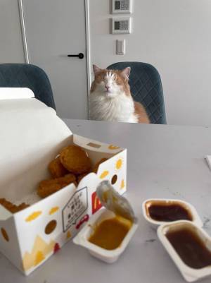 猫が『マックナゲット』のにおいを嗅いだ結果？　３コマ漫画のような反応に笑いがこみ上げる