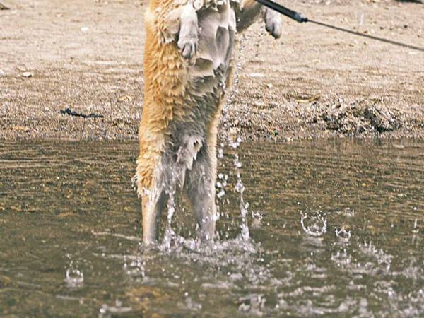 「これぞ『昇竜犬』」「縁起が良さそう」　柴犬が見せた神々しさに、うっとり