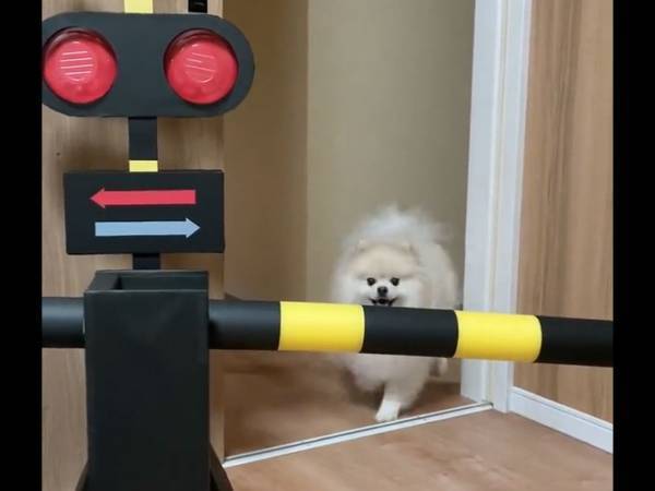 踏切を渡ろうとしたポメラニアン　次の瞬間…「初めて見ました！」「かわいい」