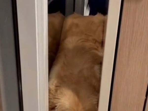 自宅でくつろぐゴールデンレトリバー　よく見ると…？　「かわいすぎる」「笑った」