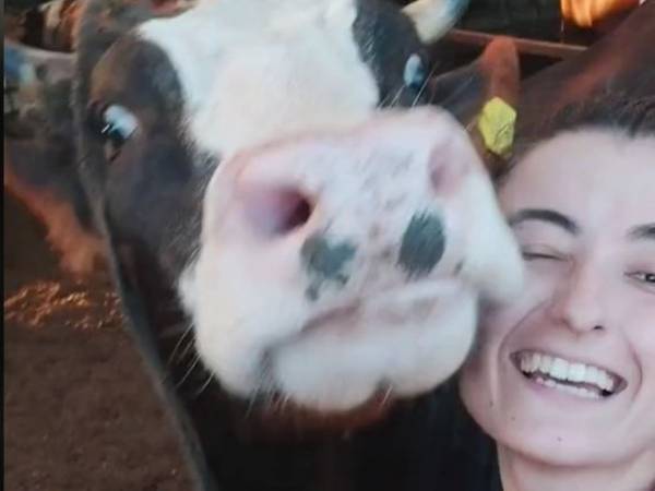 ウシに「セルフィー撮ろう！」といったら…最高の瞬間が撮れた！　「かわいい」