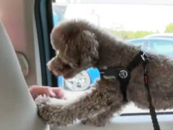 公園に到着して大喜びの犬　ふと飼い主が見ると…？　「ごめん！爆笑してしまった」