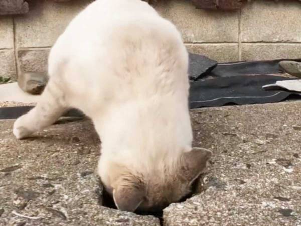 側溝の穴に頭をつっこむ猫　次の瞬間…？　「笑った」「なんて無防備なの！」