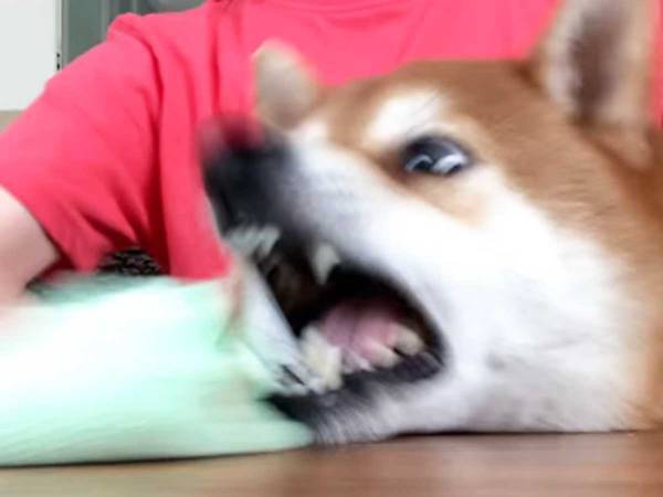 拭き掃除をする女性　そこに、目の色を変えてやってきたのは…？