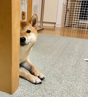 こっそりと『ハーゲンダッツ』を開けた時に感じた視線　その方向に目を向けると？