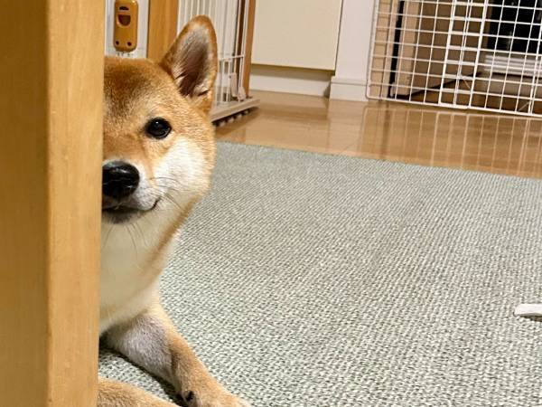 こっそりと『ハーゲンダッツ』を開けた時に感じた視線　その方向に目を向けると？