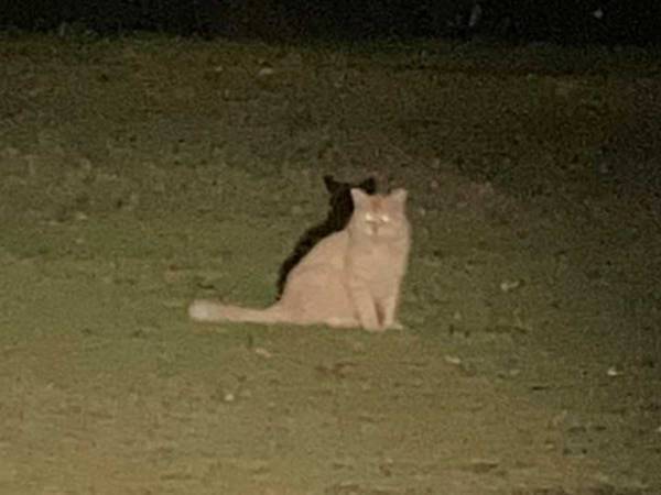 野良猫を撮った女性　写り込んだ予想外なものに「声だして笑った」「猫より目立ってる」