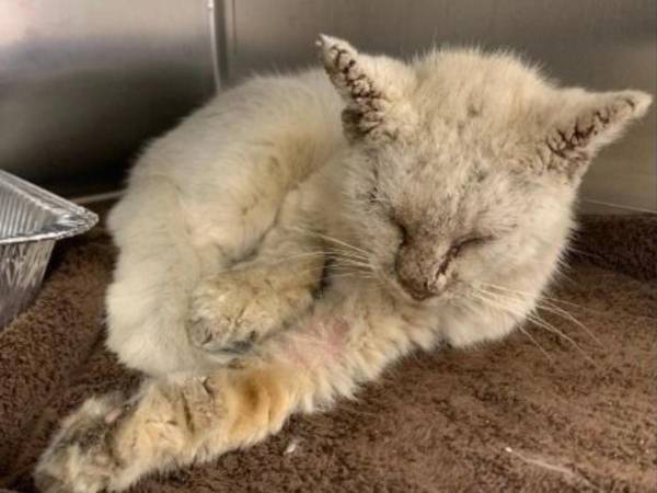 「なんてゴージャス！」　皮膚病で目が開けられなかった猫が目を開けると…？