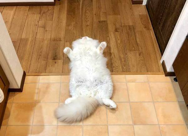 「オヤツの要求をスルーしていた結果」　飼い主の投稿に「豪快」「クセがすごい」