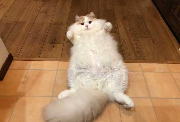 「オヤツの要求をスルーしていた結果」　飼い主の投稿に「豪快」「クセがすごい」