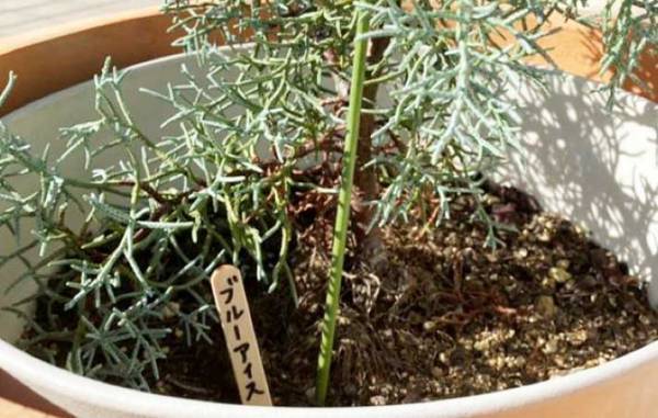 アイスの棒、すぐ捨てないで！　思わぬ活用テクに「気に入った」「地味だけどいい」