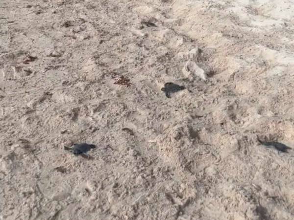 浜辺を散歩していた男性　遭遇した『赤ちゃんたち』に大感動「涙があふれる」