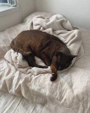 愛猫の行動パターンに気付いた飼い主　ベッドの上に毛布を丸めておくと…