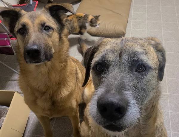 友人が作ったクッキーに「めちゃウマい」とLINEしたら？　返信に「嘘だろ…」