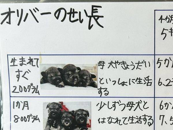 小２息子の『自由研究』に絶賛の声　「特別賞をあげたい」「涙が出た」