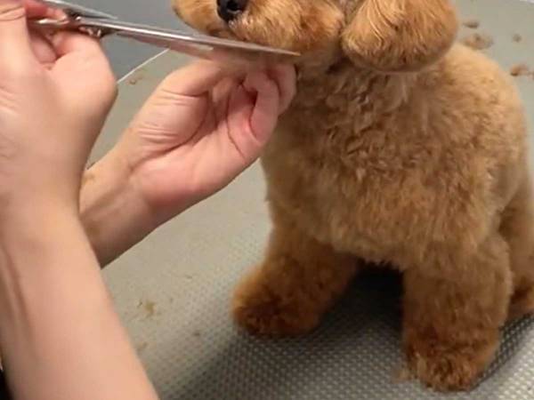 これが、信頼の証…！　大好きなトリマーを前に、トイプードルの表情が