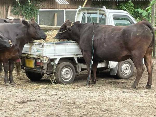 「まるで子供」「１～３歳児によくある話」　牛が食べなかった草を、捨てようとしたら…