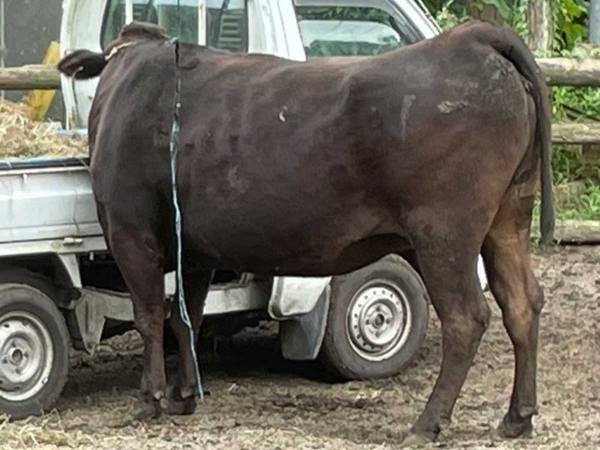 「まるで子供」「１～３歳児によくある話」　牛が食べなかった草を、捨てようとしたら…