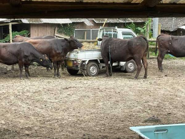 「まるで子供」「１～３歳児によくある話」　牛が食べなかった草を、捨てようとしたら…