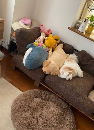 探しても見つからない犬　ふとソファーのぬいぐるみに、目を向けると…