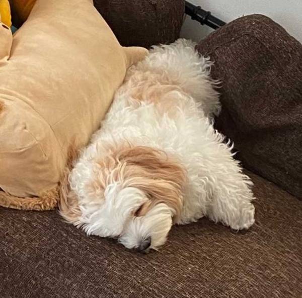 探しても見つからない犬　ふとソファーのぬいぐるみに、目を向けると…