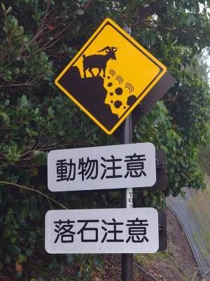 撮影者「そんなバカな…」　崖の上に落石の『犯人』たちが！