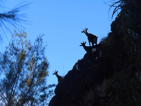 撮影者「そんなバカな…」　崖の上に落石の『犯人』たちが！