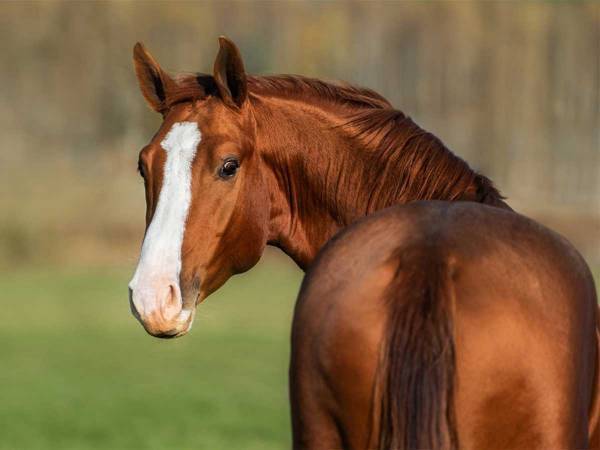雨でも小屋に入りたくない馬　一瞬で姿を消した『方法』に「面白い」「クレイジー」