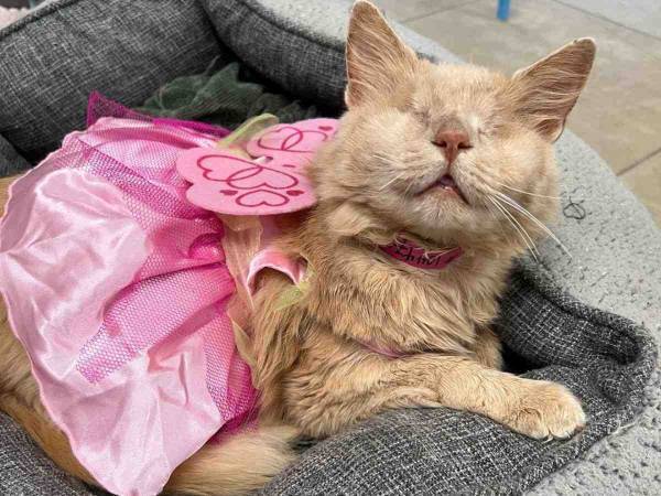 両目を失った保護猫　施設が動画を投稿すると？　「なんてかわいいんだ」「天使のよう」