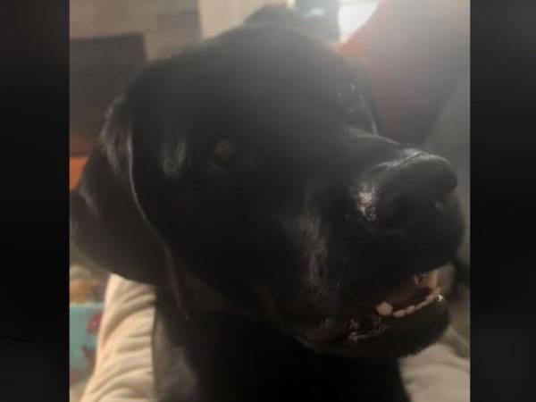 飼い主のしゃっくりを止めた犬　その『方法』に「表情で吹いた」「うちの犬もする」