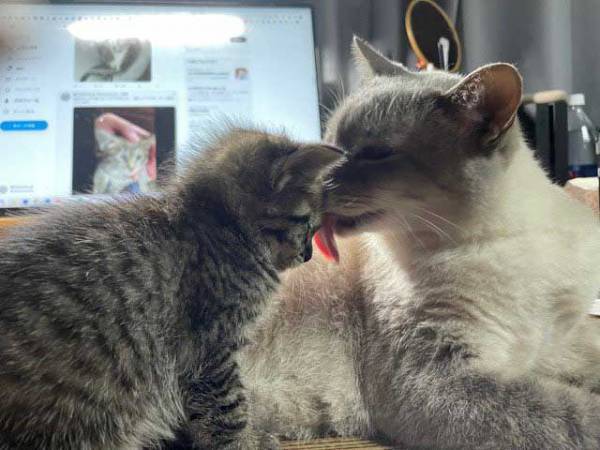 ケンカ早い先住猫と、保護された赤ちゃん猫　２匹の関係性に「これは悶絶」