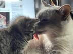 ケンカ早い先住猫と、保護された赤ちゃん猫　２匹の関係性に「これは悶絶」