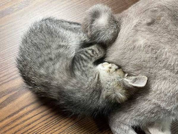 ケンカ早い先住猫と、保護された赤ちゃん猫　２匹の関係性に「これは悶絶」