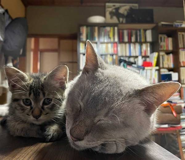 ケンカ早い先住猫と、保護された赤ちゃん猫　２匹の関係性に「これは悶絶」