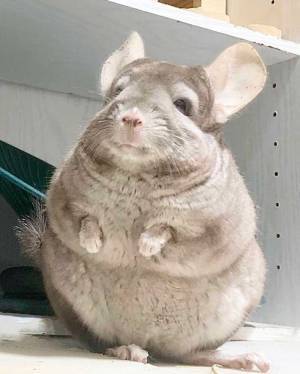 ３年経ったチンチラの『ビフォーアフター』に、びっくり　「ポケモンの進化みたい」「かわいすぎる」