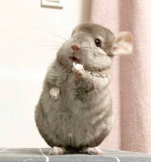 ３年経ったチンチラの『ビフォーアフター』に、びっくり　「ポケモンの進化みたい」「かわいすぎる」