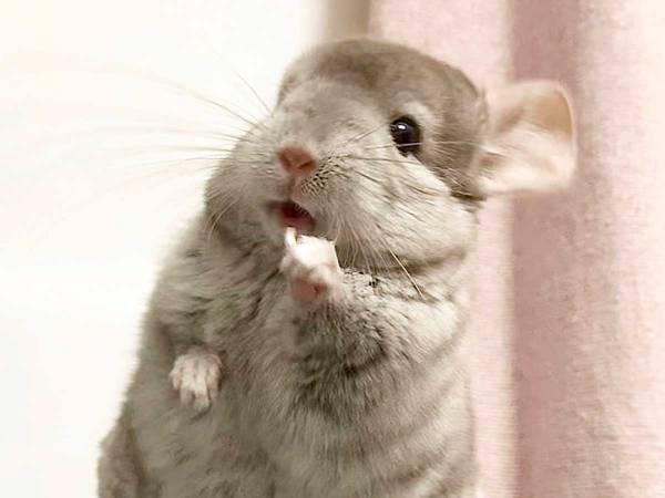 ３年経ったチンチラの『ビフォーアフター』に、びっくり　「ポケモンの進化みたい」「かわいすぎる」