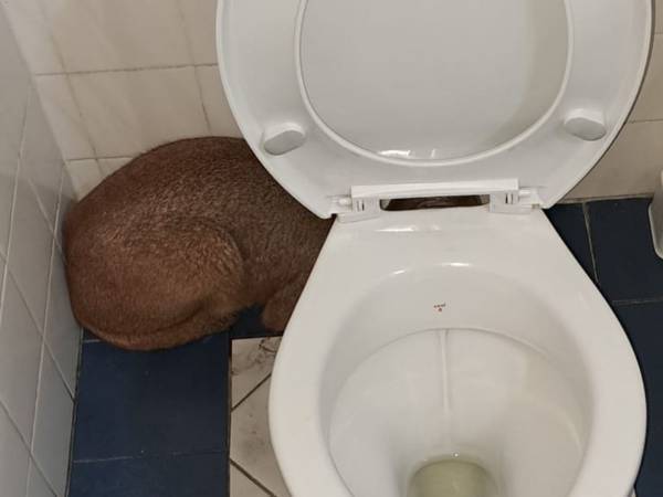 さすがアフリカ！　公衆トイレの中に隠れていたのは…？　「惚れ惚れする」「美しい」