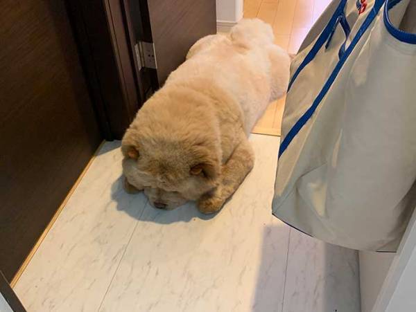 チワワに吠えられた大型犬　その後の姿に「元気出して」「あまりにも可愛い」