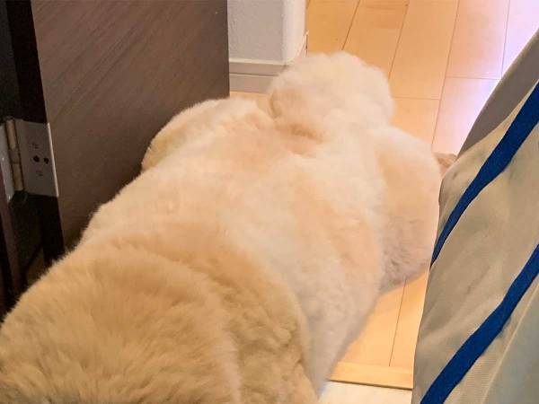 チワワに吠えられた大型犬　その後の姿に「元気出して」「あまりにも可愛い」