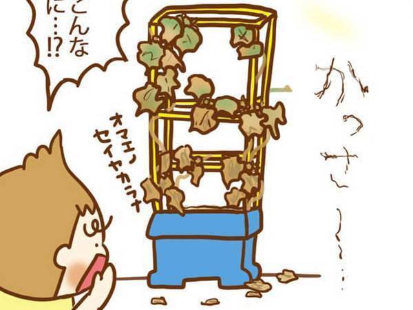 夏休み明け、学校に持っていけない…　ほぼ枯れたアサガオを復活させた『荒業』に反響