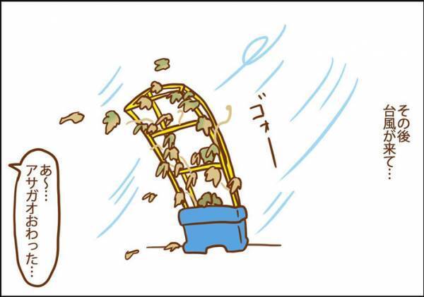 夏休み明け、学校に持っていけない…　ほぼ枯れたアサガオを復活させた『荒業』に反響