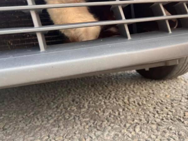 タクシーにこっそり乗り込んでいた『乗客』　車体の中から出てきたのは…？