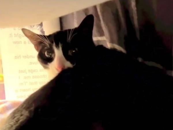 飼い主に捨てられ、心を閉ざした猫　動画に涙する人が続出「悲しすぎる！」