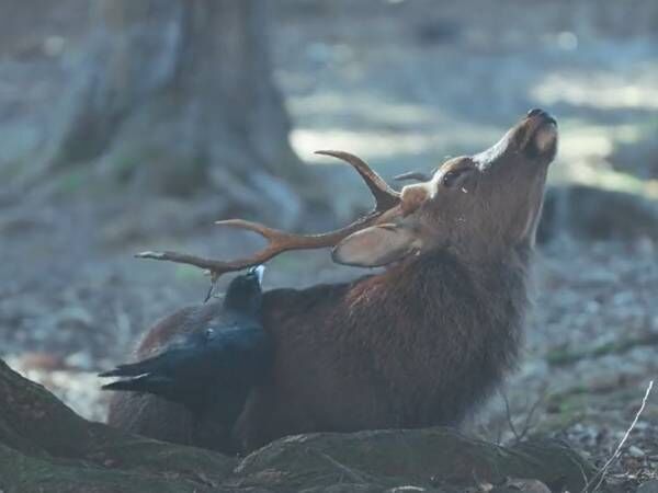 「初めて見てビックリした」　のけぞる鹿とカラスの関係に「奈良県民も驚き！」